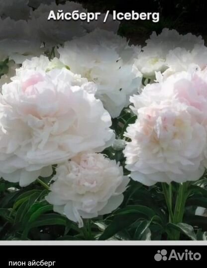 Пионы 2-3 почки