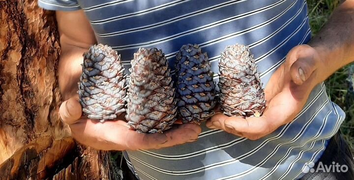 Свежая Шишка кедровая подарочная ароматная