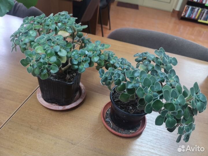 Аихризон (дерево любви)