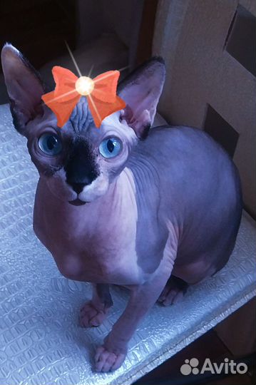 Канадский сфинкс вязка