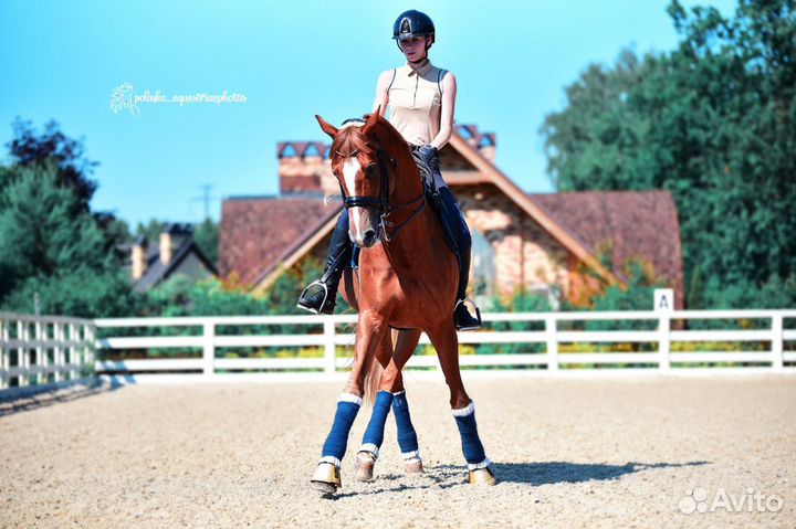 Выездковый жеребец / аренда