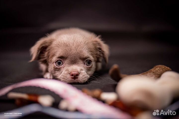 Щенки чихуахуа лиловый