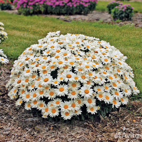 Ромашка садовая