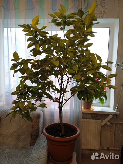 Лимонное дерево(саженцы)