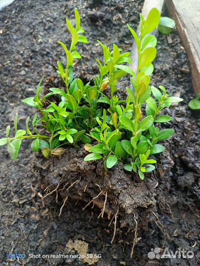 Саженцы самшита