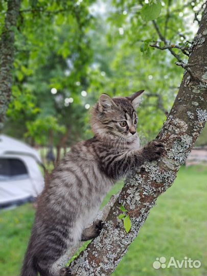 В добрые руки котята, щенята