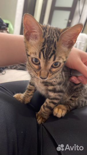 Бенгальский котик