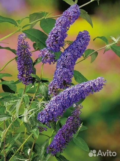 Будлея давида саженцы в кассетах