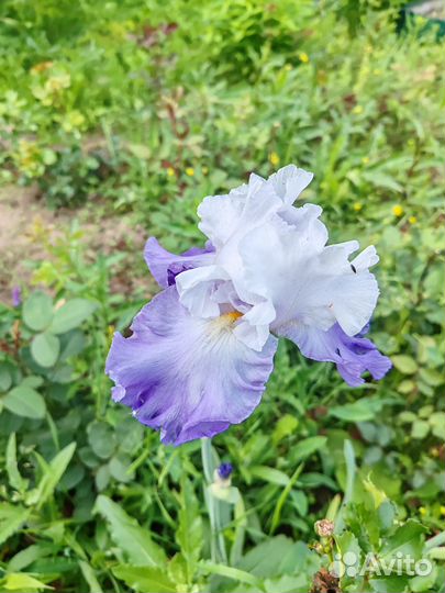 Ирисы бородатые