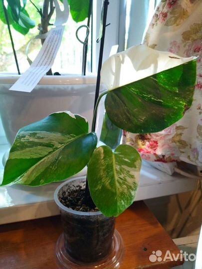 Монстера альба