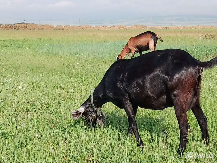 Нубийские козы