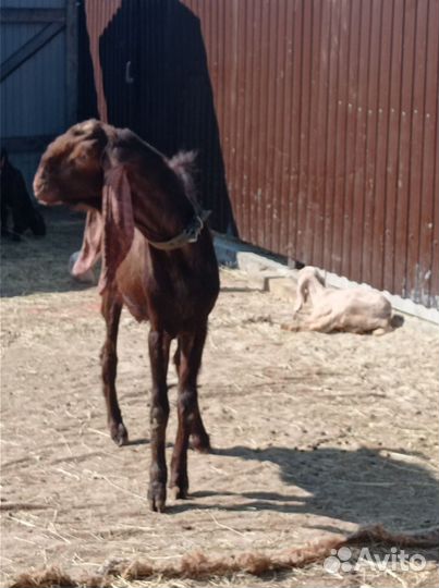 Козы камори- нубийские/Цесарята