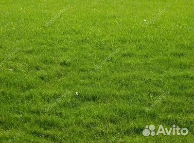 Укладка газона