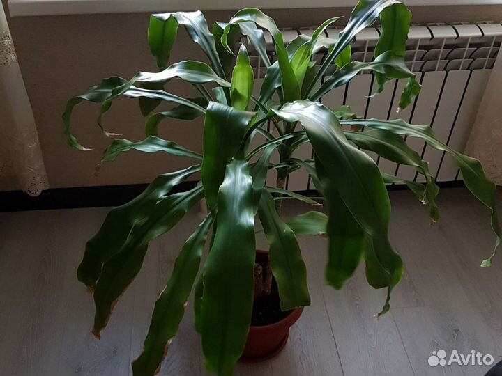 Тросниковая пальма высота 95 см,размах листьев 95