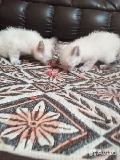 Котята ищут дом