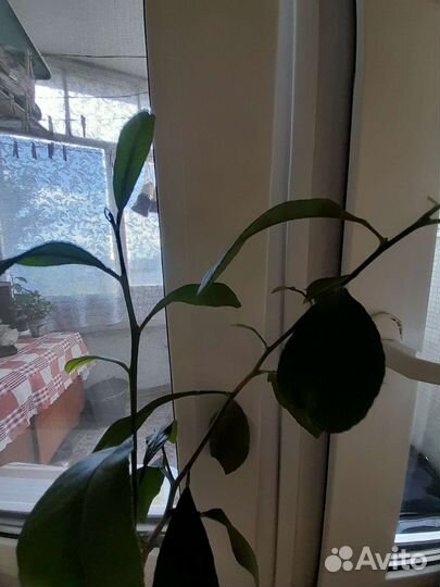 Лимонное дерево