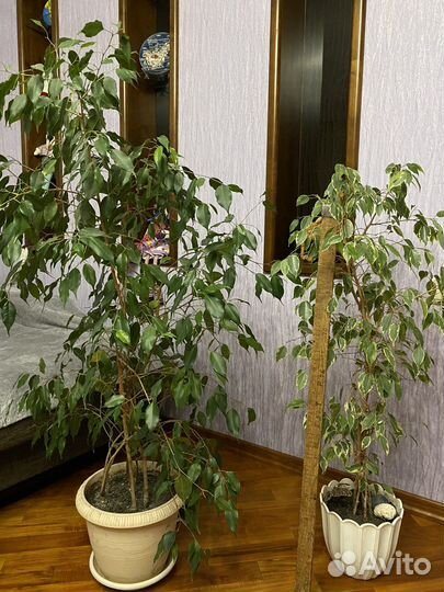 Комнатные растения