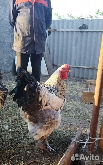 Петух Брама