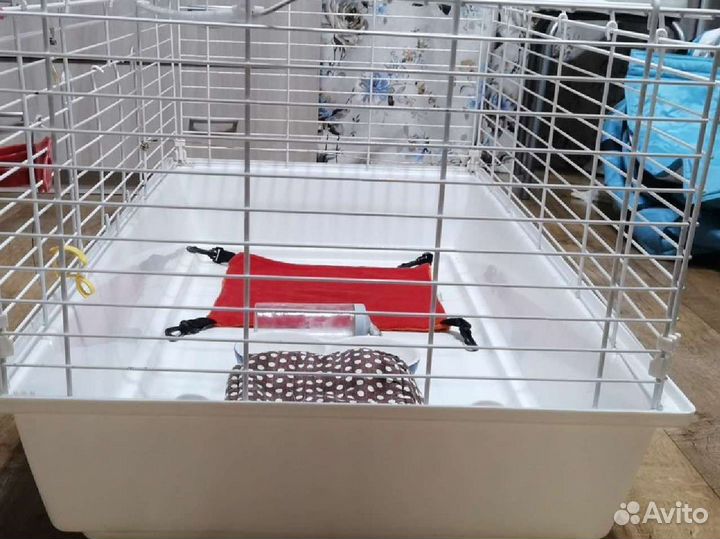 Морская свинка в большой клетке