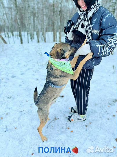 Собака бесплатно