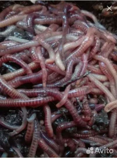 Червь навозный