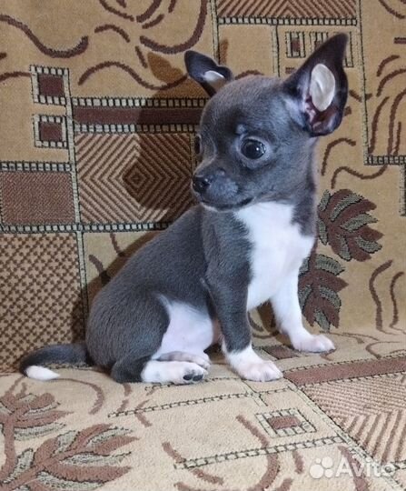 Щенки чихуахуа мини гладкошерстные