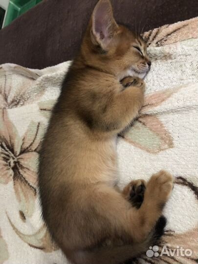 Абиссинцы с родословной и кот для вязки