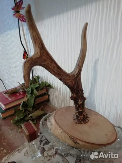 Рога косули