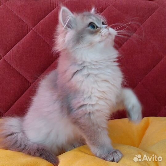 Шотландская прямоухая девочка