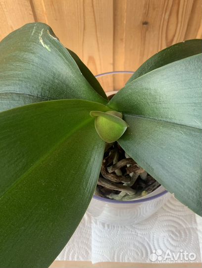 Орхидея фаленопсис