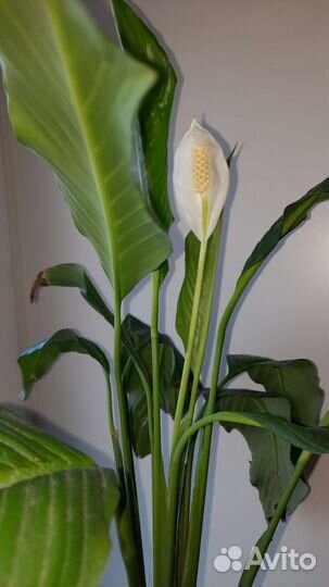 Спатифиллум (женское счастье)или меняю