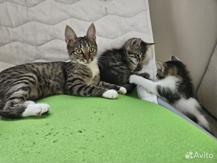 Котик в добрые руки