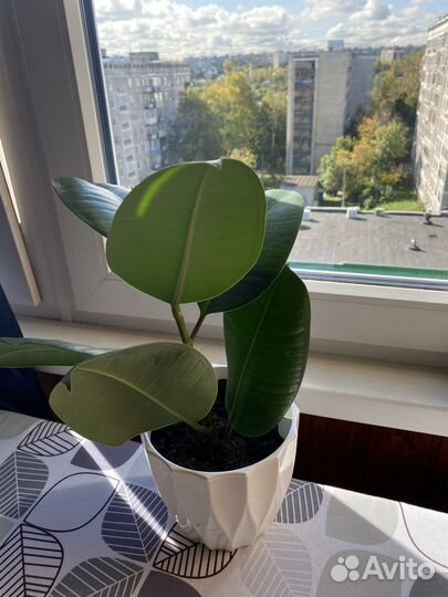 Фикус каучуконосный