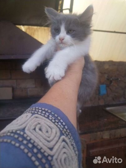Сибирская кошка