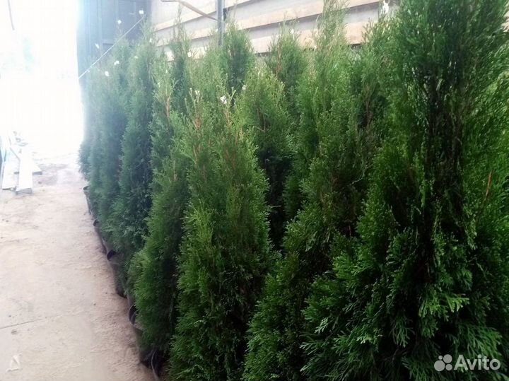 Туя Туи Смарагд 100-120см