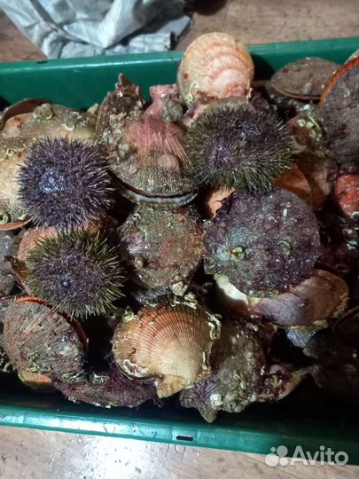 Живые Морские ёжики и гребешки