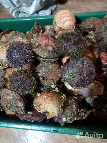 Живые Морские ёжики и гребешки