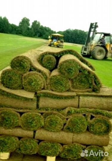 Рулонный газон 