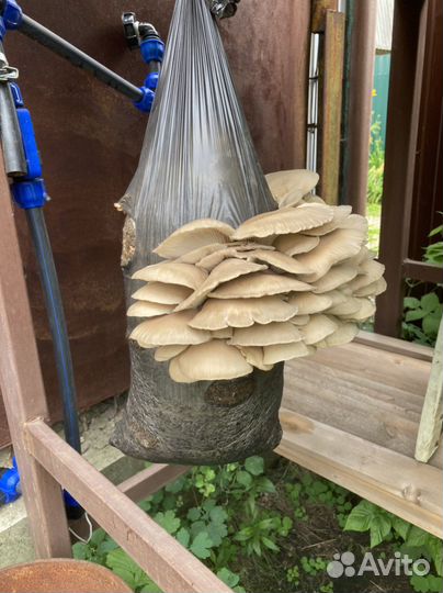 Пелеты из лузги подсолнечника