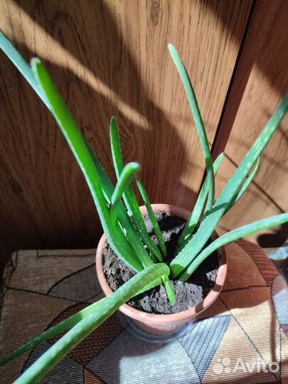 Алое вера растение