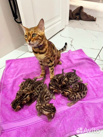 Бенгальские котята