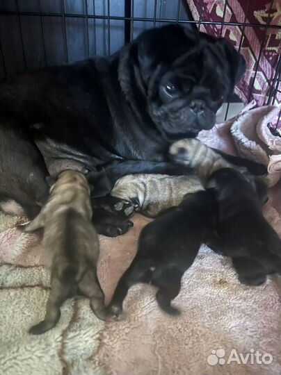Щенки мопса