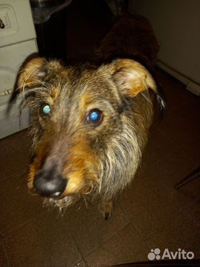 Ищем хорошие руки для этого маленького пёсика