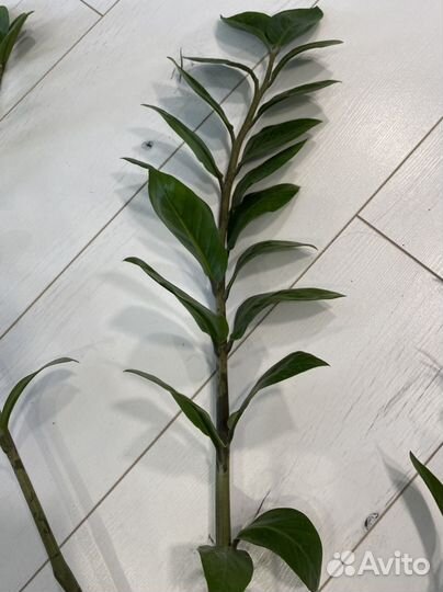 Замиокулькас