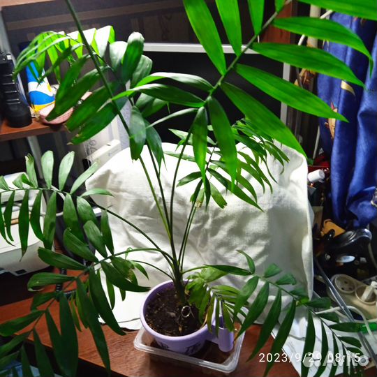 Пальма юкка