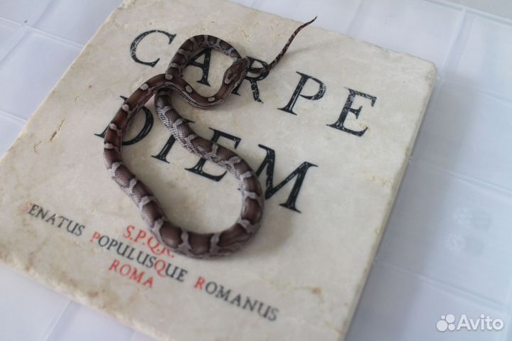 Маисовый полоз этого сезона