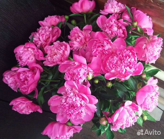 Пион розовый