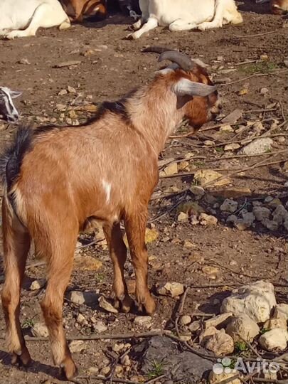 Козлики на племя и на мясо