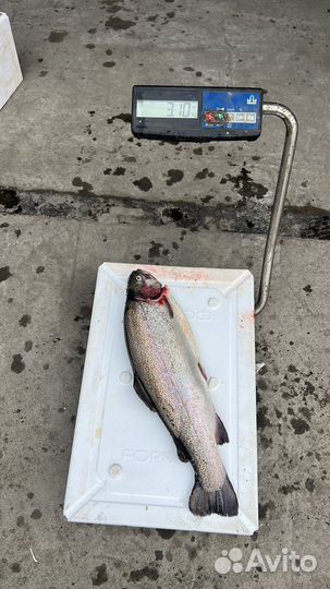 Форель с карелии