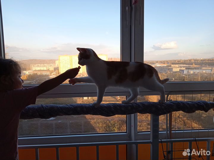 Отдам кошечку в хорошие руки